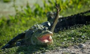 320+ Rib-Tickling Alligator Jokes and Puns to Make You Chomp with Laughter!