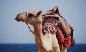 405+ Camel Puns That Are Hump-believably Funny Clever Jokes