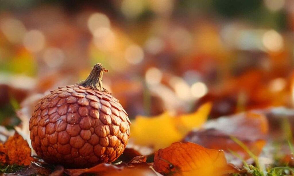 Acorn Puns for Teachers and Students