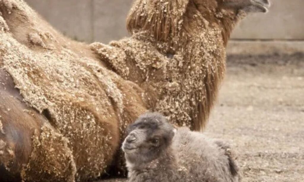 Baby Camel Jokes