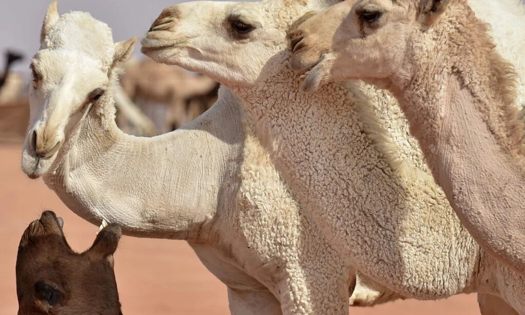 Camel Puns (Dirty – Cheeky, Not Graphic)