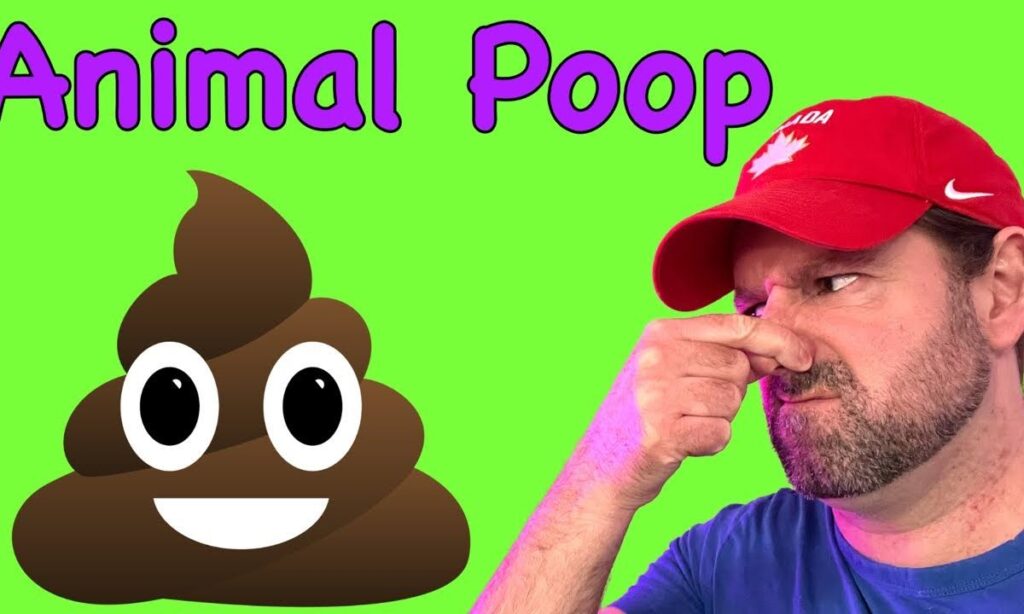 Funny Animal Poo Knock Knock Jokes