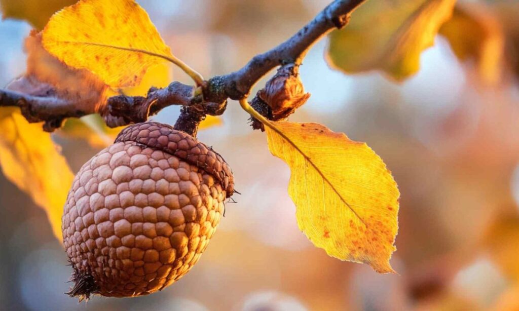 Hilarious Autumn Acorn Puns