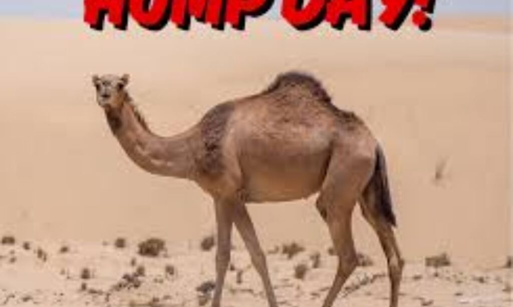 Hump Day Puns