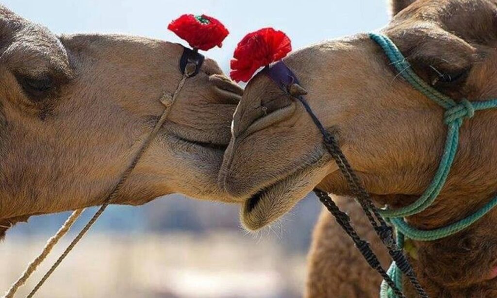 Romantic Camel Puns