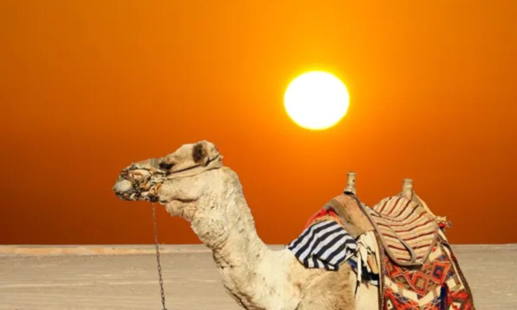 Summer & Sun Camel Puns