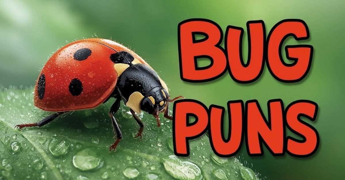 Bug Puns