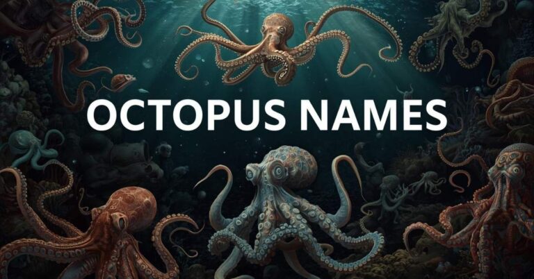 Octopus Name